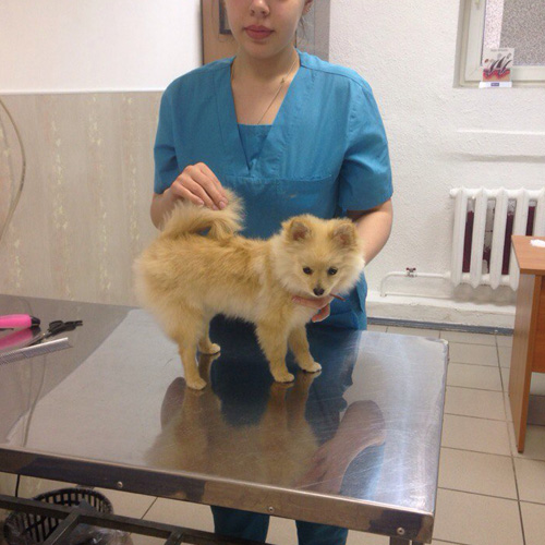 Ветеринарная клиника фото 2